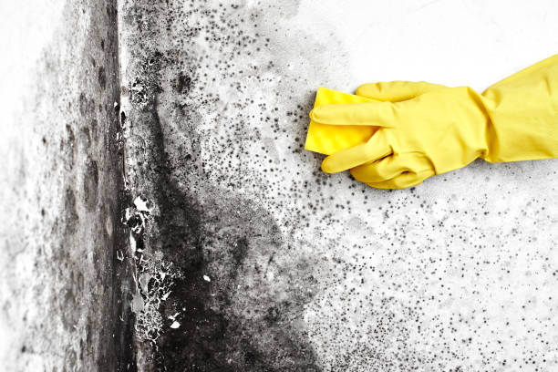 Mold Testing and Removal in Framingham, MA