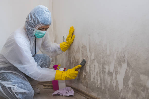 Best Commercial Mold Removal  in Framingham, MA