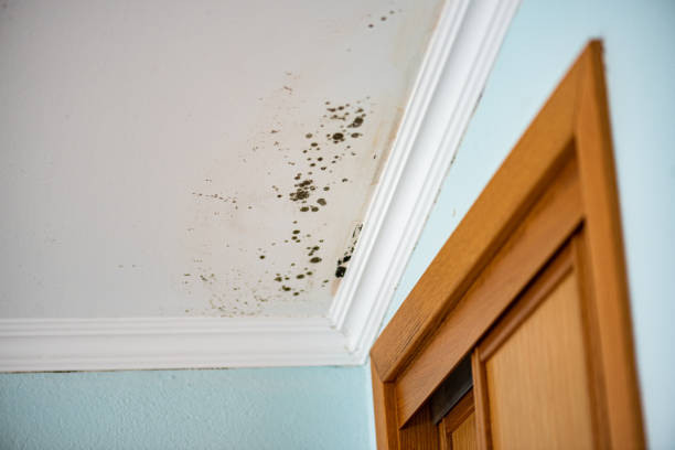 Best Mold Remediation  in Framingham, MA