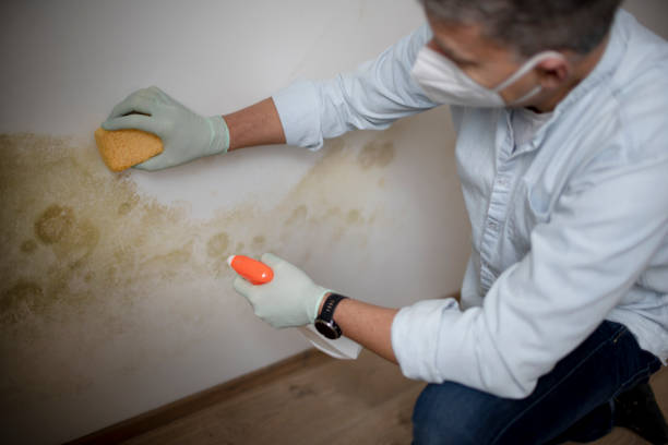 Best Fast Mold Removal  in Framingham, MA