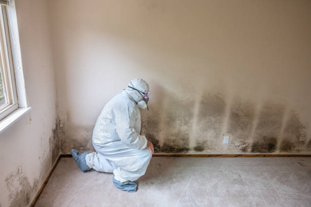 Best Mold Damage Repair  in Framingham, MA