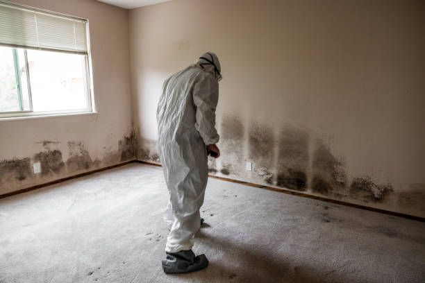 Professional Mold Removal in Framingham, MA