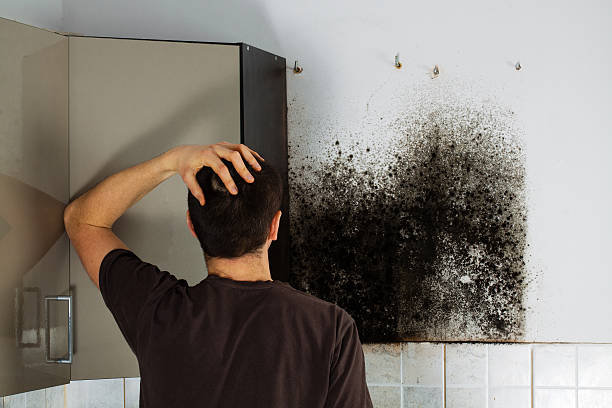 Office Mold Removal Services in Framingham, MA