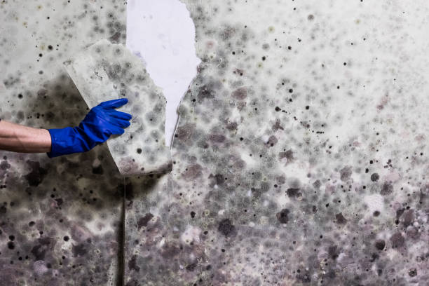 Best Toxic Mold Removal  in Framingham, MA