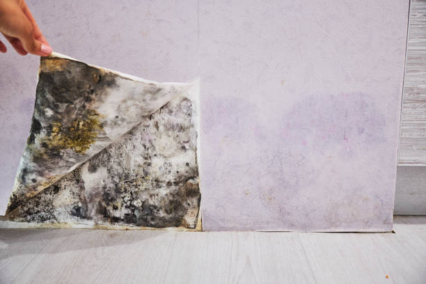 Best Local Mold Removal Service  in Framingham, MA